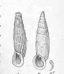 Image de Clausilioidea J. E. Gray 1855