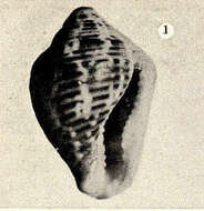Image of Columbellidae Swainson 1840