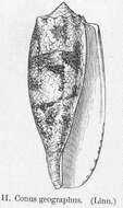 Image of cone snails