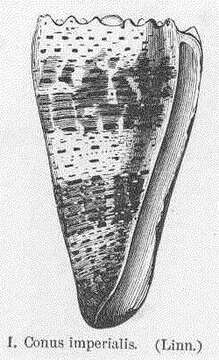 Plancia ëd Conidae J. Fleming 1822