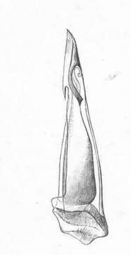 Image of Conidae J. Fleming 1822