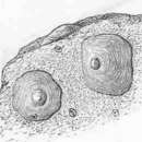 Sivun Novocrania anomala (O. F. Müller 1776) kuva