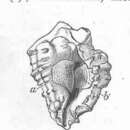 Слика од Crepidula plana Say 1822