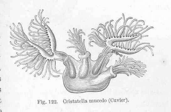 Слика од Cristatellidae