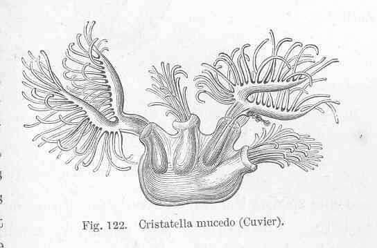 Слика од Cristatellidae