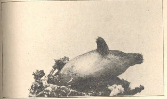 Image of Halocynthia Verrill 1879
