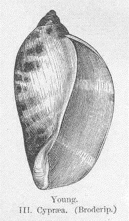 Image of cowries