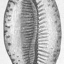 Image de Mauritia histrio (Gmelin 1791)