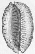Image of Mauritia Troschel 1863