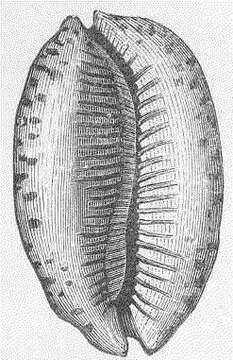 Image of Mauritia Troschel 1863
