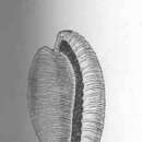 Image of Cypraeovula capensis (Gray 1828)