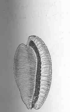 Image of Cypraeovula Gray 1824