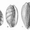 Image of measled cowrie