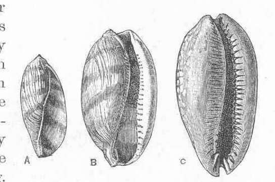 Image de Macrocypraea Schilder 1930