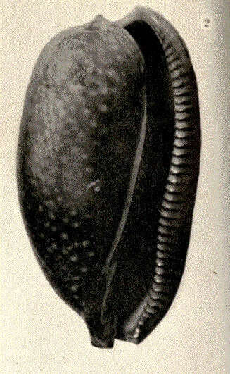 Image of Macrocypraea Schilder 1930