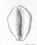 Image of Monetaria Troschel 1863