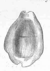 Image of Monetaria Troschel 1863