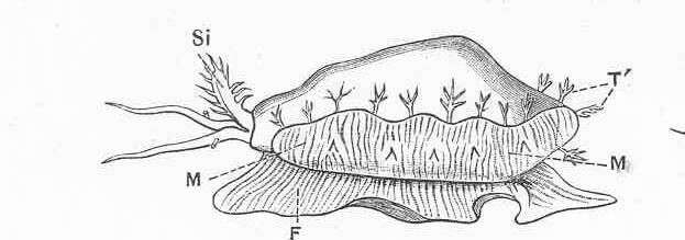 Image of Monetaria Troschel 1863