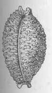 Image of Nucleolaria Oyama 1959
