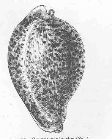 Image of cowries