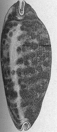 Image of cowries