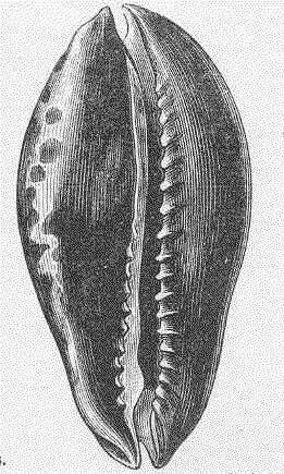 Image of cowries