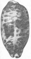 Image of cowries