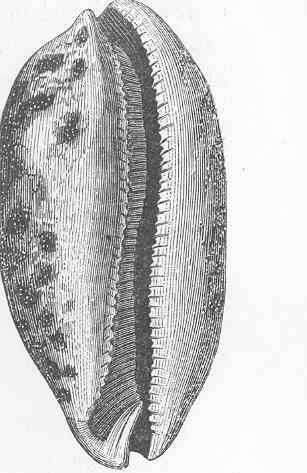 Image of cowries