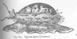 Image de Cypraea Linnaeus 1758