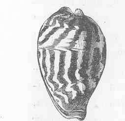 Image of cowries