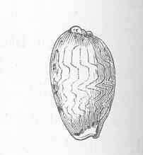 صورة Cypraeidae Rafinesque 1815