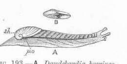 Image de Gastrodontoidea Tryon 1866
