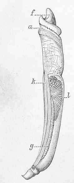 Image of Dentaliidae Children 1834