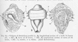 Image of Antalis H. Adams & A. Adams 1854