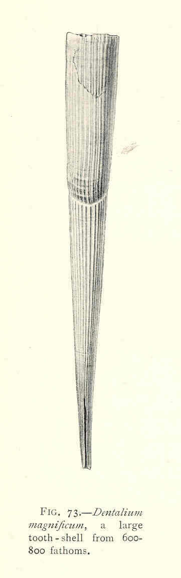 Image of Dentaliidae Children 1834