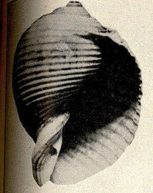 Image of Tonnoidea Suter 1913