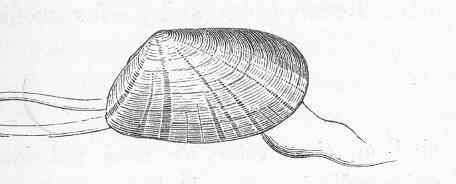 Image de Donacidae J. Fleming 1828