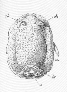 Image of Dorididae Rafinesque 1815