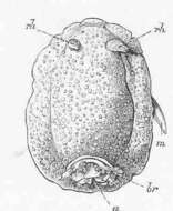 Image of Dorididae Rafinesque 1815