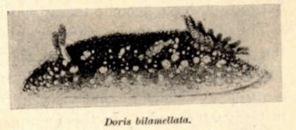 Imagem de Onchidorididae Gray 1827