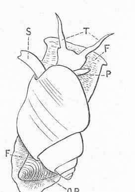 Слика од Ancillariidae Swainson 1840