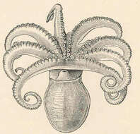 Image of Eledonidae Rochebrune 1884