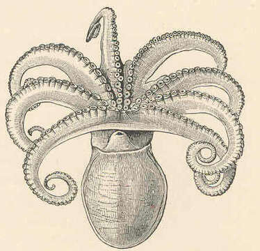 Image de Eledonidae Rochebrune 1884