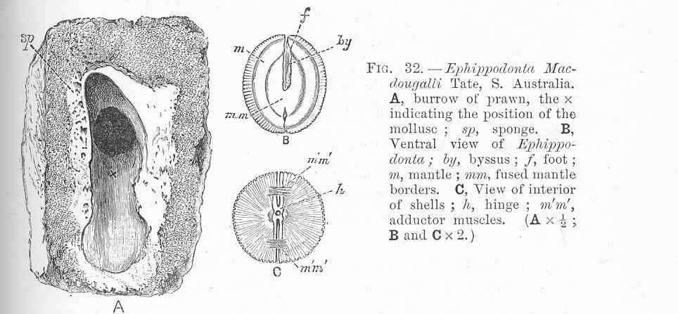 Image of Galeommatoidea J. E. Gray 1840