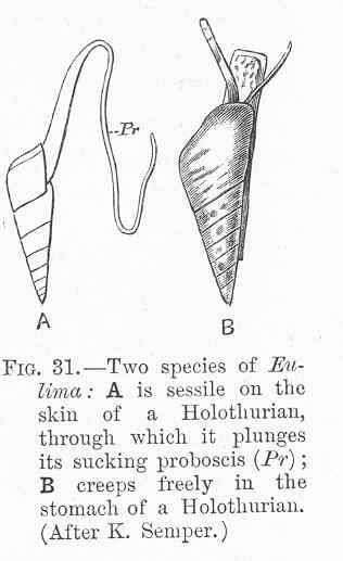 Image de Eulimidae Philippi 1853