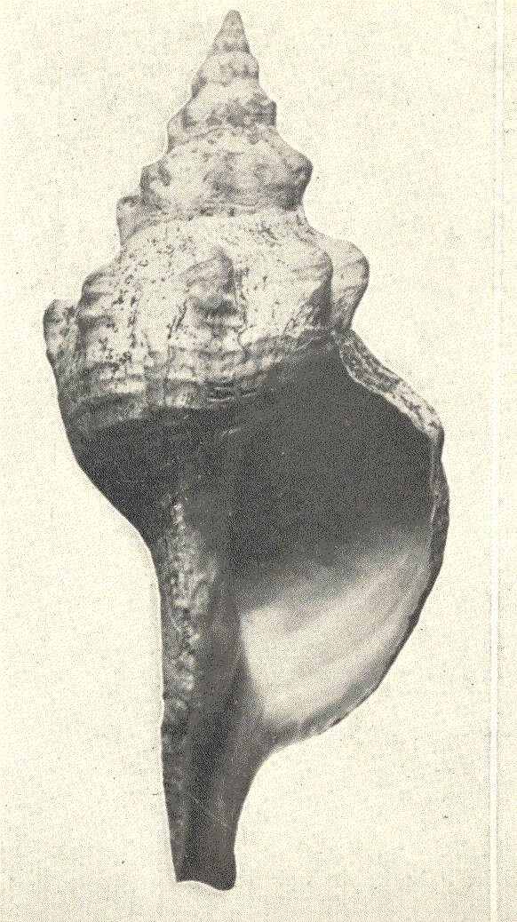 Image of Fasciolariidae Gray 1853