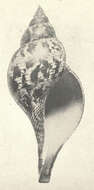 Image of Fasciolaria Lamarck 1799