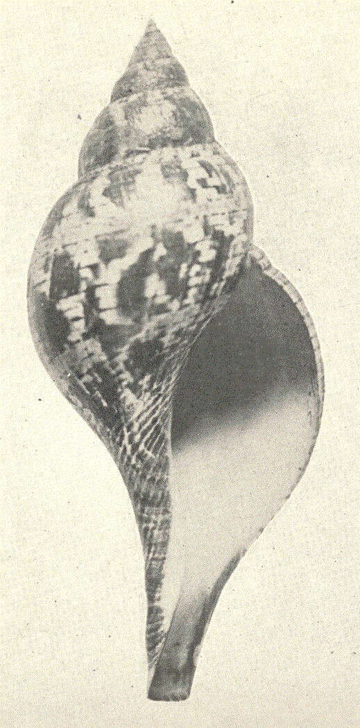 Image of Fasciolaria Lamarck 1799
