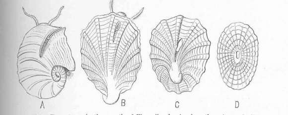 Image of Fissurelloidea J. Fleming 1822
