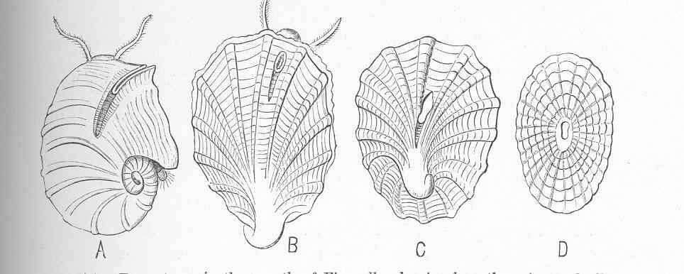 Image de Fissurelloidea J. Fleming 1822
